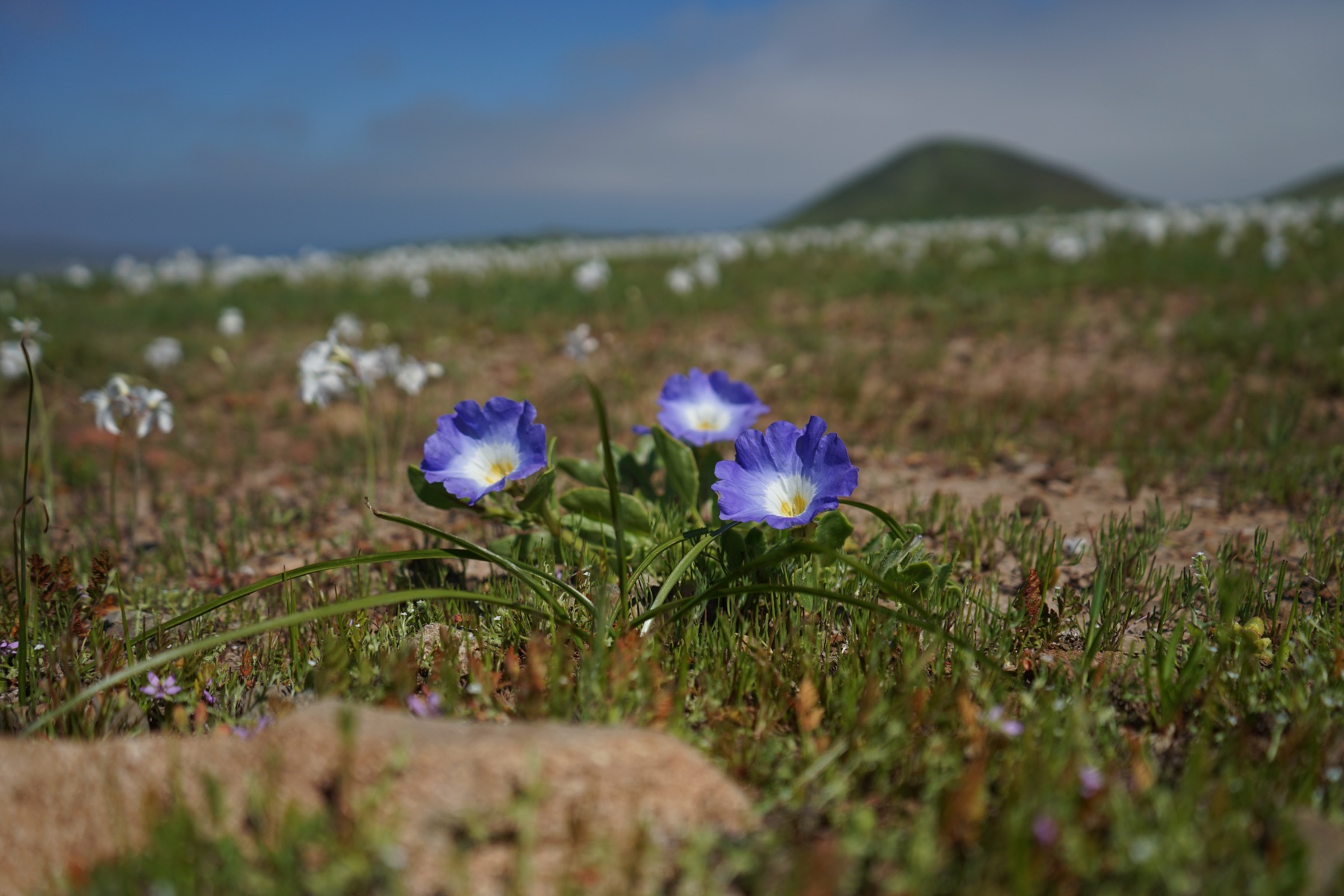 Tres flores violetas en primer plano sobre un campo florecido de blanco, con un cerro verde y el cielo despejado al fondo.