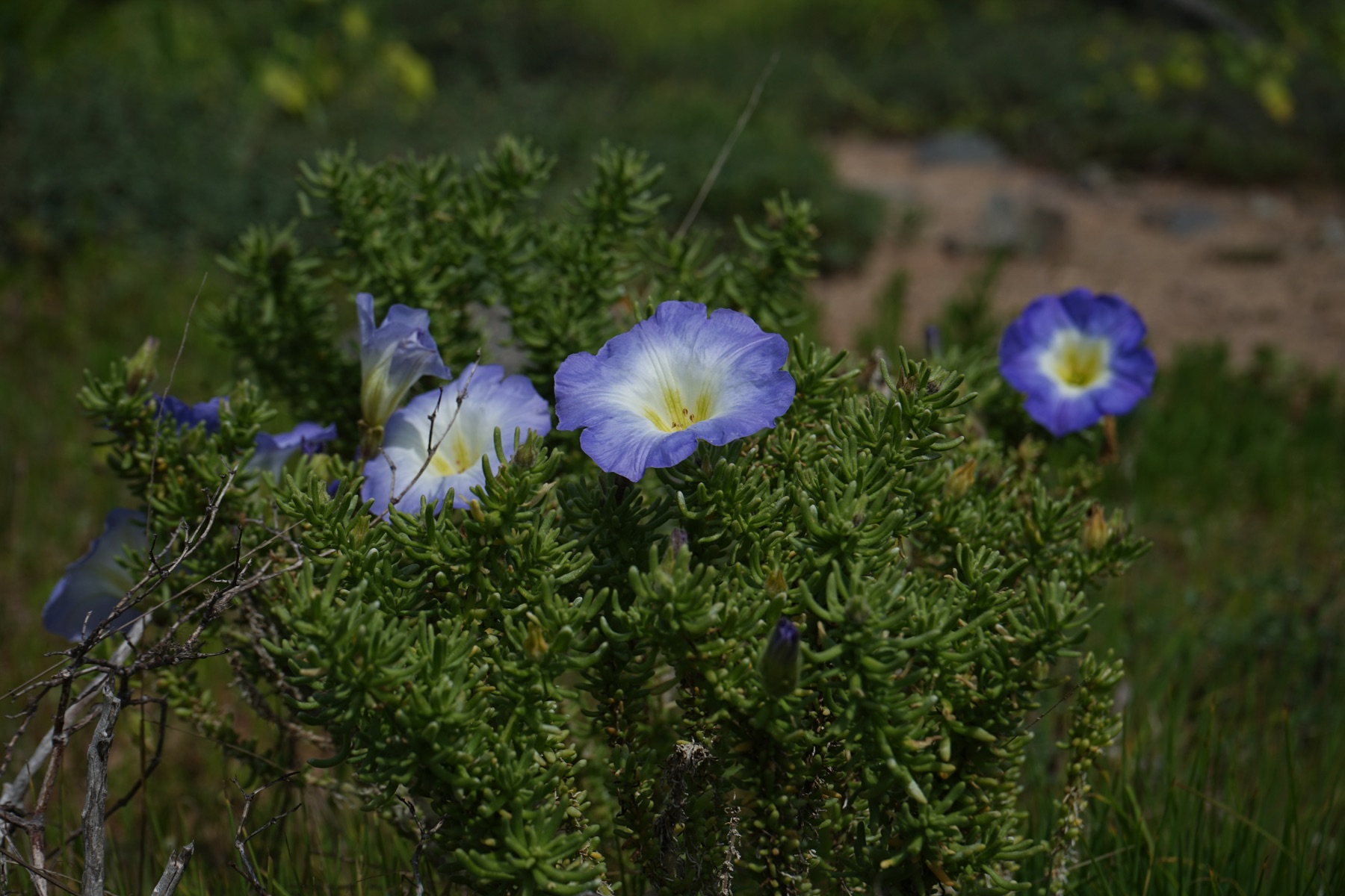 Flores violetas de corola blanca y amarilla, abiertas sobre un arbusto de hojas carnosas en la arena.